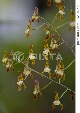 Genus Olkeochlades · Calcaratta 32182340
