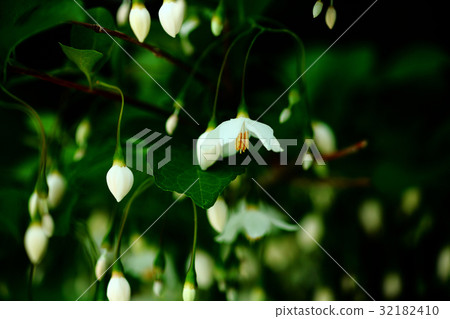 Egonoki白花 32182410