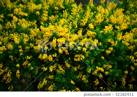開花盛開的花 開花盛開的花 32182411