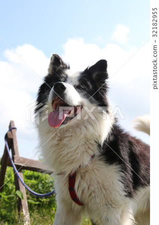 Dog New Year's card material 32182955