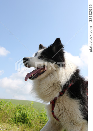 狗新年的卡片材料 32182956