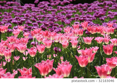 Churupppu 2259 Churupppu 2259 32183046