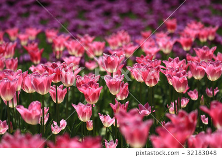 Churupppu 2265 Churupppu 2265 32183048