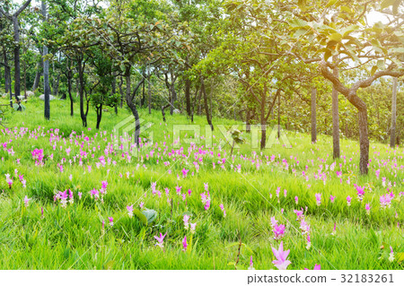 The Siam Tulip Flower in the Field, Thailand 32183261