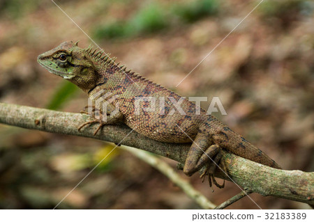 Close up thai chameleon on tree branch  32183389