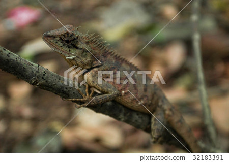 Close up thai chameleon on tree branch 32183391