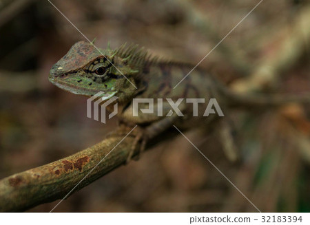 Close up thai chameleon on tree branch 32183394