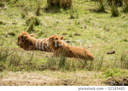 Baby Highland cattle dwelling in the field 32183485