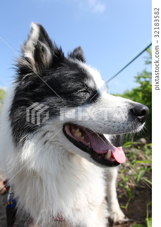 Dog New Year's card material Dog New Year's card material 32183582