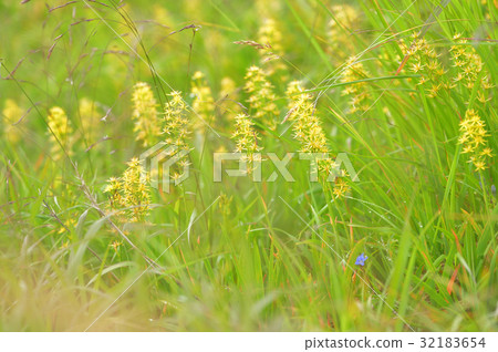 在Kinkokaka Aizu Komagatake在草原開花 在Kinkokaka Aizu Komagatake在草原開花 32183654