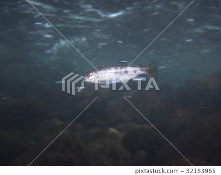 Yamame Yamame 32183965