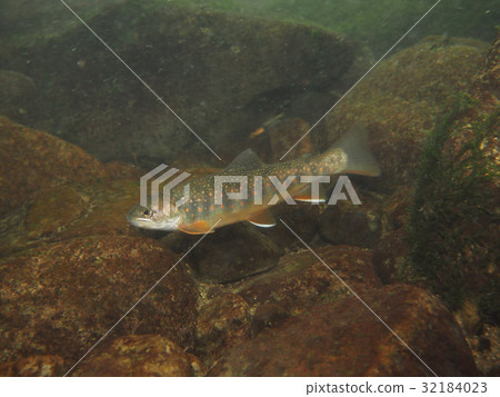 花羔 花羔 32184023