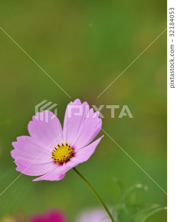 粉紅色的宇宙 32184053