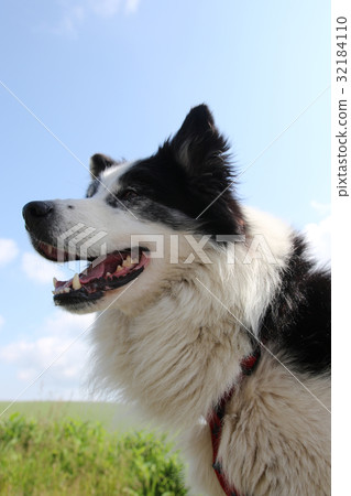 Dog New Year's card material 32184110