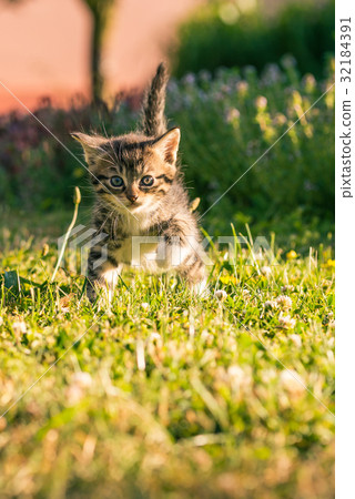 Tabby tomcat with white chest walks on green grass 32184391