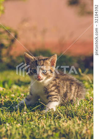 Tomcat with white and tabby fur sits on grass Tomcat with white and tabby fur sits on grass 32184392