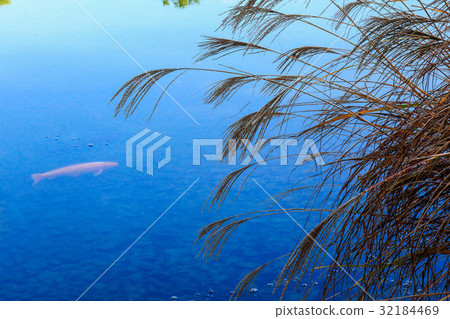 Susuki和鯉魚 32184469