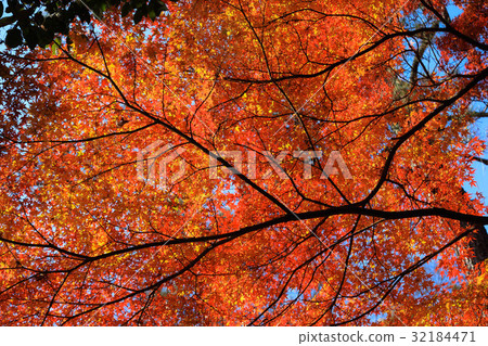 秋天的樹葉 32184471