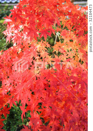 Autumn leaves Autumn leaves 32184473