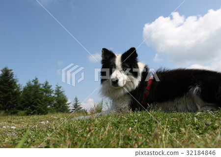 狗新年的卡片材料 狗新年的卡片材料 32184846