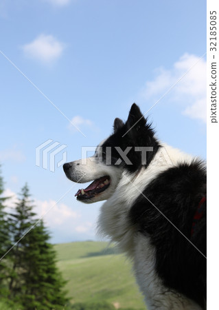 Dog New Year's card material Dog New Year's card material 32185085