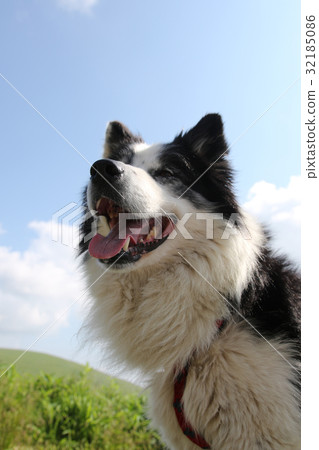 Dog New Year's card material Dog New Year's card material 32185086