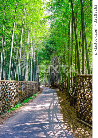 Bamboo Forest 32185162