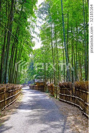 竹林 32185164