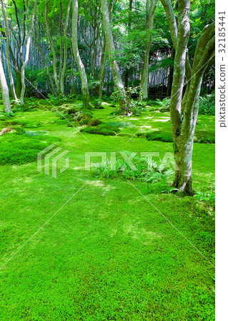 Gioji Moss garden 32185441