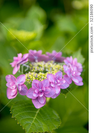 Hydrangea with small pink ring 32186090