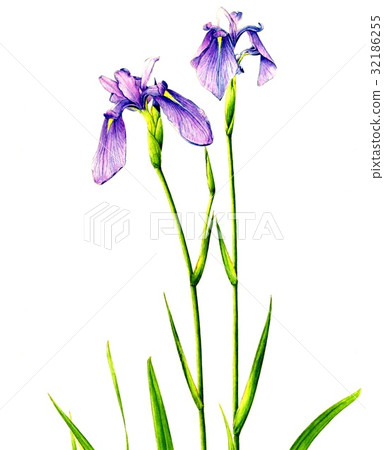 Affiliation 32186255