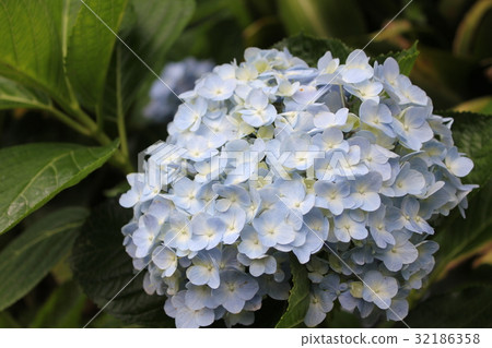Hydrangea 32186358