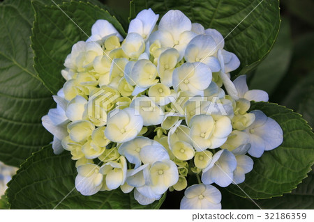 Hydrangea Hydrangea 32186359