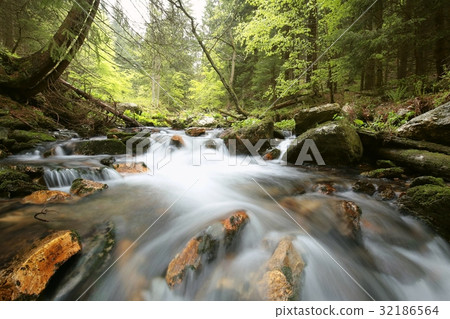 Stream flowing through the forest from the slope Stream flowing through the forest from the slope 32186564