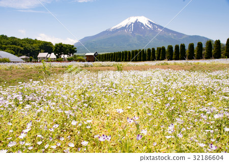 山中湖花城公園Nemophila和富士山 32186604