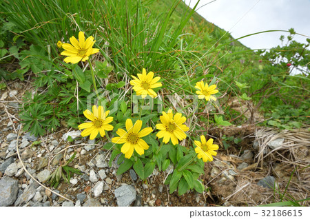Rabbit flowers blooming on the main river valley of Tanigawa Rabbit flowers blooming on the main river valley of Tanigawa 32186615