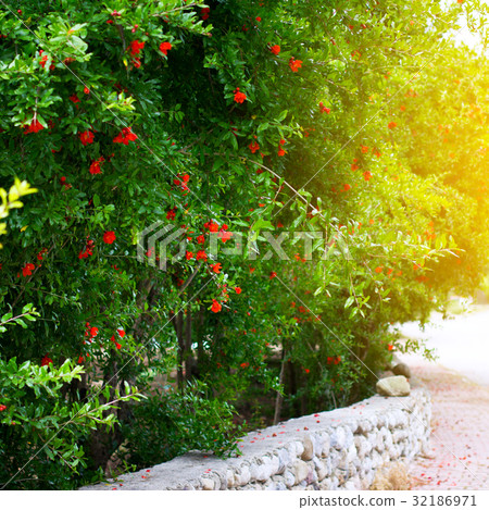 Garden of pomegranate trees with flowers Garden of pomegranate trees with flowers 32186971