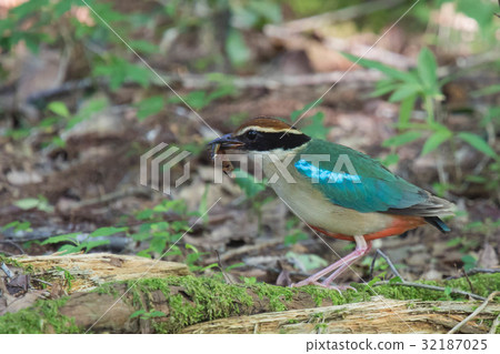 Hold back loose ~ Earthworm ~ Hold back loose ~ Earthworm ~ 32187025