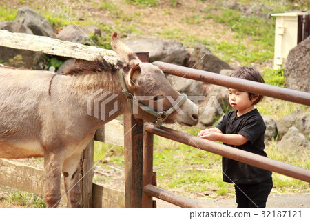 Contact with donkey Contact with donkey 32187121