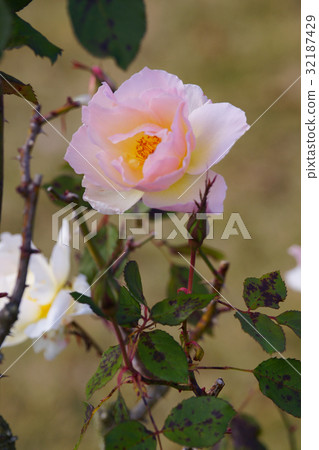 玫瑰 玫瑰 32187429