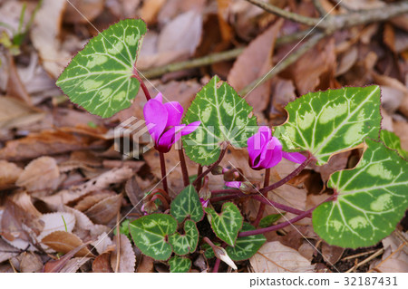 Cyclamen 32187431