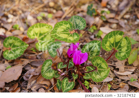 Cyclamen 32187432