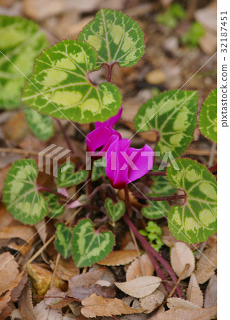 仙客來 仙客來 32187451