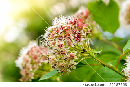 Puzyreplodnik kalinolistny, Physocarpus Puzyreplodnik kalinolistny, Physocarpus 32187568