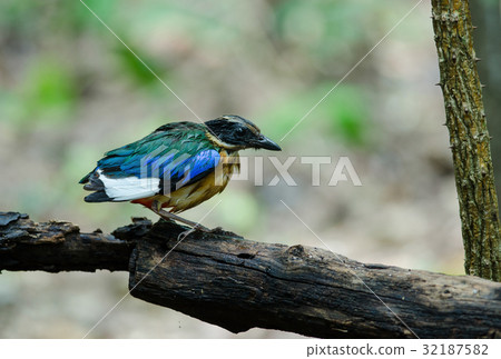 Blue-winged Pitta in nature of Thailand 32187582
