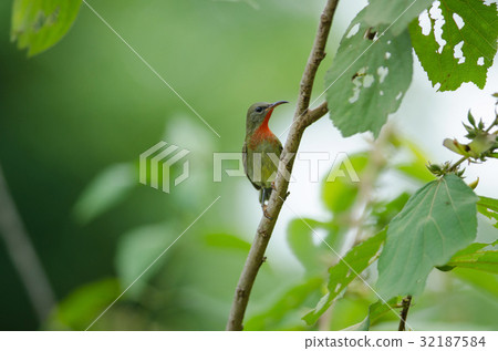 Crimson Sunbird perching on a branc 32187584