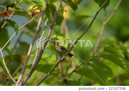 Crimson Sunbird perching on a branc Crimson Sunbird perching on a branc 32187596
