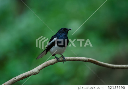Oriental Magpie Robin bird 32187690
