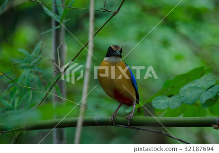Blue-winged Pitta in nature of Thailand Blue-winged Pitta in nature of Thailand 32187694
