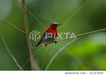 Crimson Sunbird perching on a branc Crimson Sunbird perching on a branc 32187695